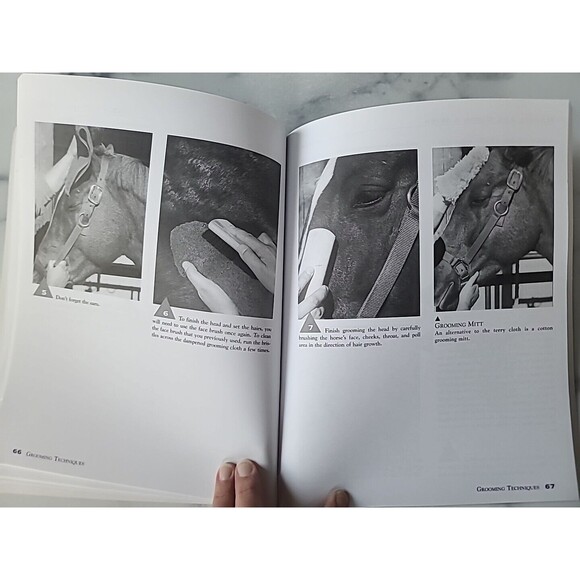 Horse Handling and Grooming : Haltering * Leading and Tying * Bathing and... - Picture 6 of 10